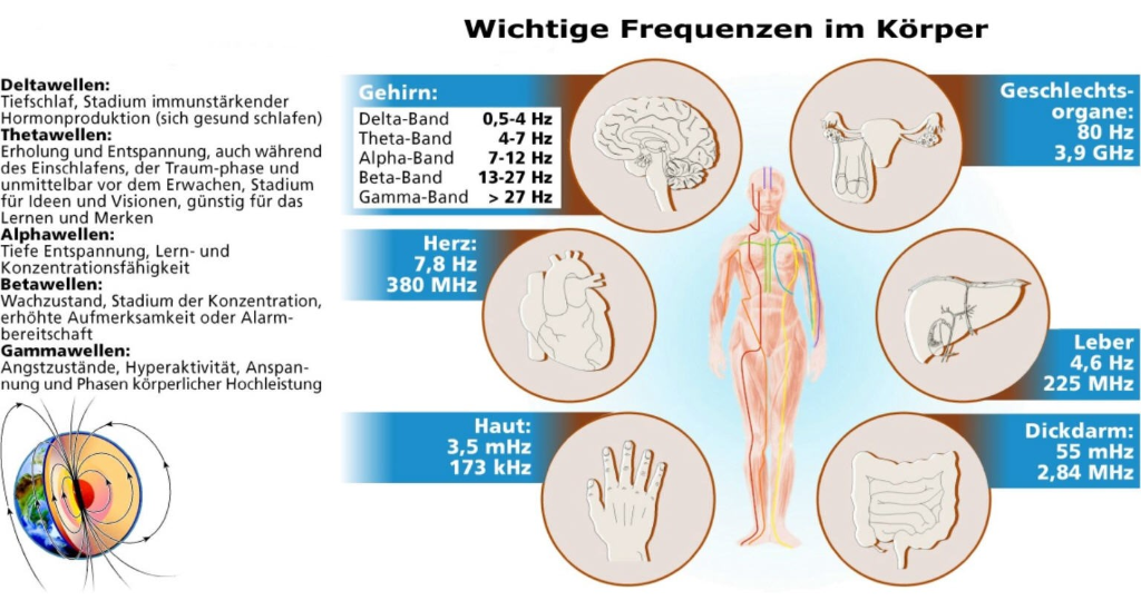 Wichtige Frequenzen im Körper